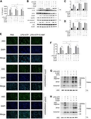 5-Hydroxymethylfurfural Alleviates Inflammatory Lung Injury by Inhibiting Endoplasmic Reticulum Stress and NLRP3 Inflammasome Activation